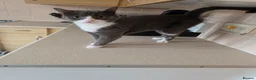 Russian Blue cats for sale: Shadow - Advert 1