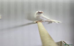 Finches birds for sale: Bengalese and zebra finch  - Image 2