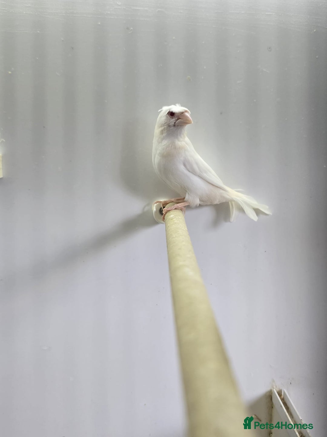 Finches birds for sale: Bengalese and zebra finch  - Image 2