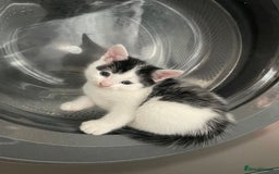 Turkish Van cats for sale: 5 gorgeous kittens  - Image 2