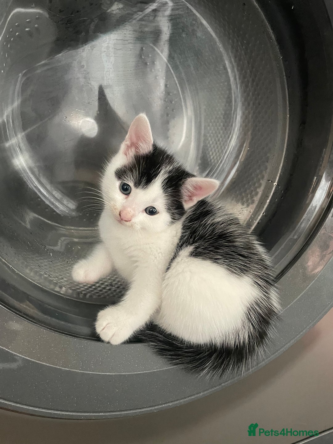 Turkish Van cats for sale: 5 gorgeous kittens  - Image 2