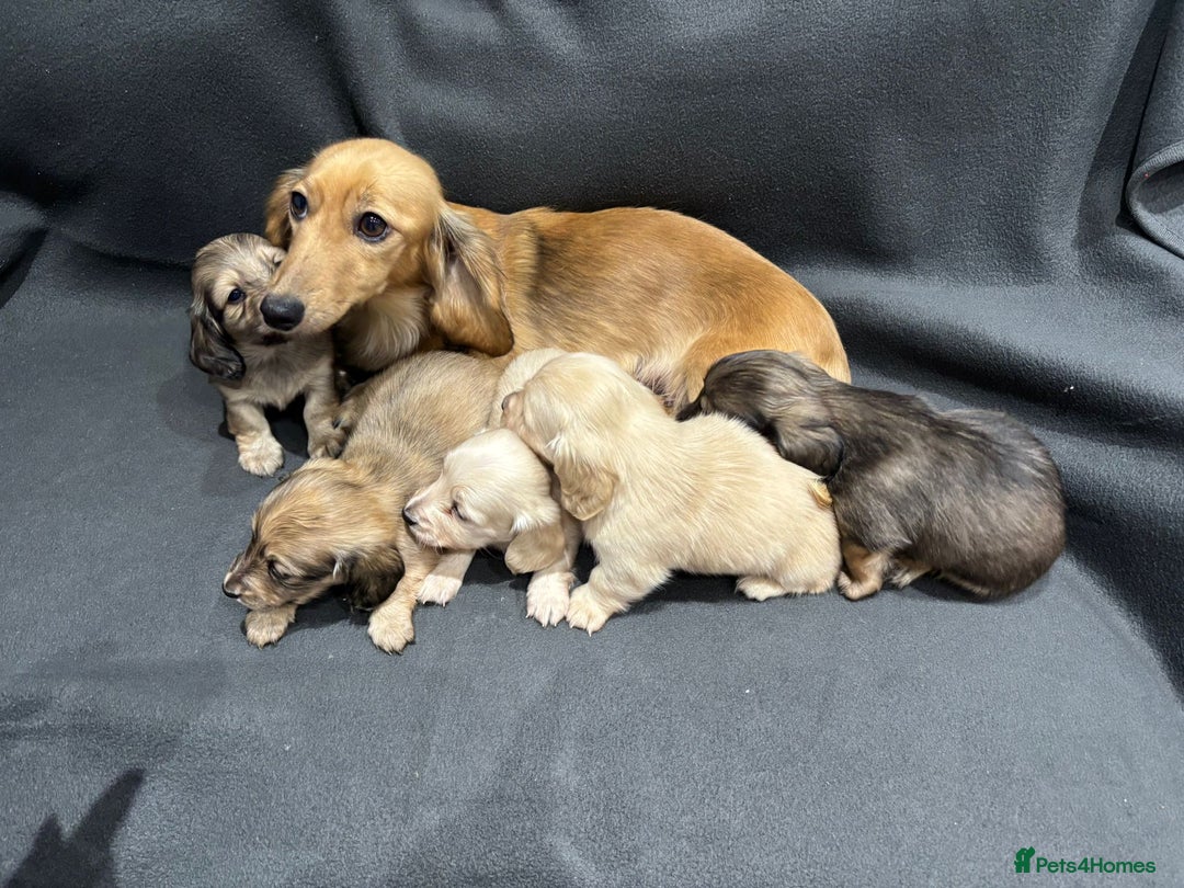 Miniature Dachshund dogs for sale: Quality, Cream, Long Haired Miniature Dachshunds  - Advert 9