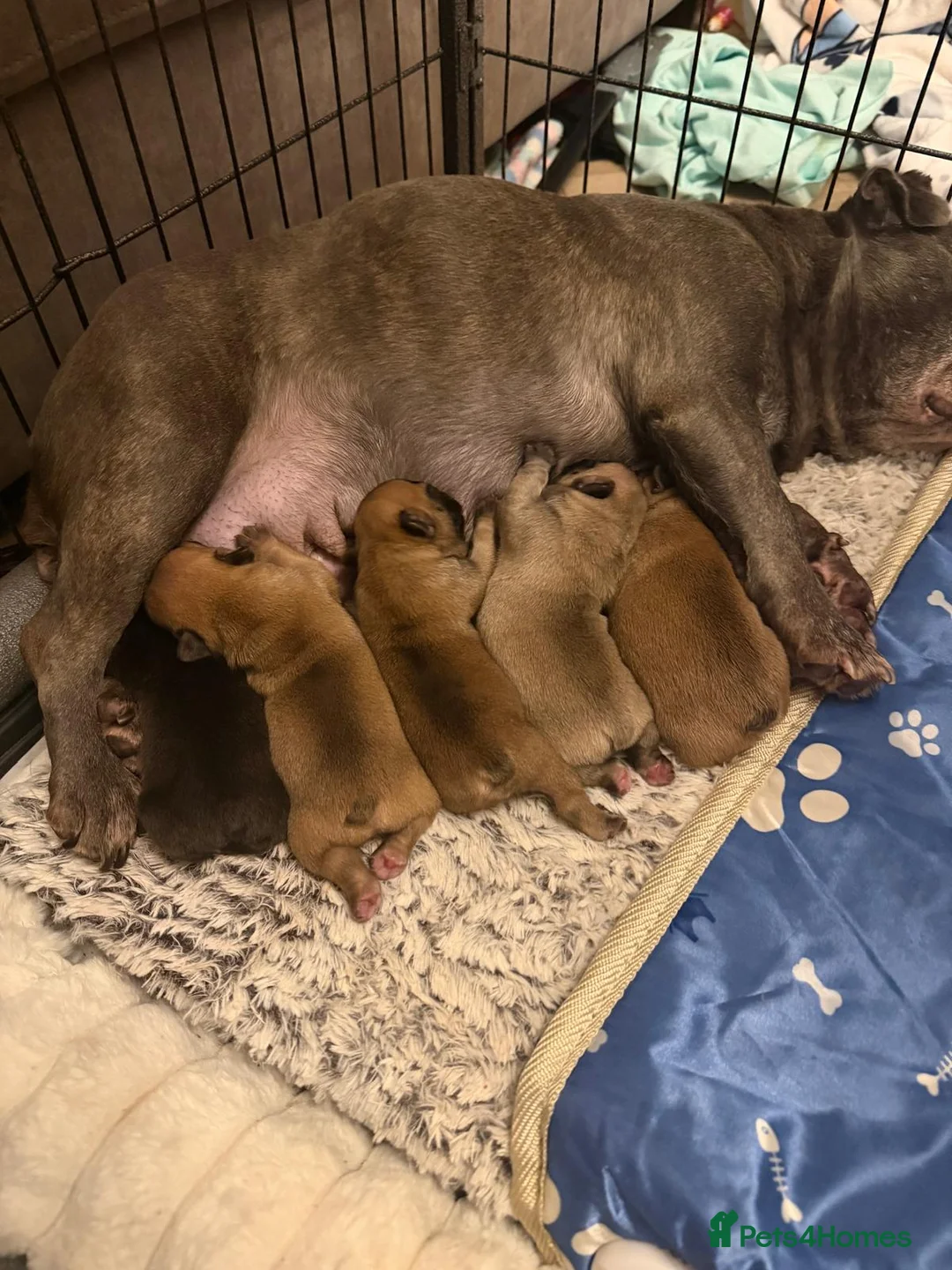 French Bulldog dogs for sale: French Bulldog Puppies - Advert 1