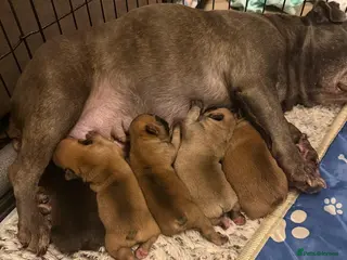 French Bulldog dogs French Bulldog Puppies - Advert 1