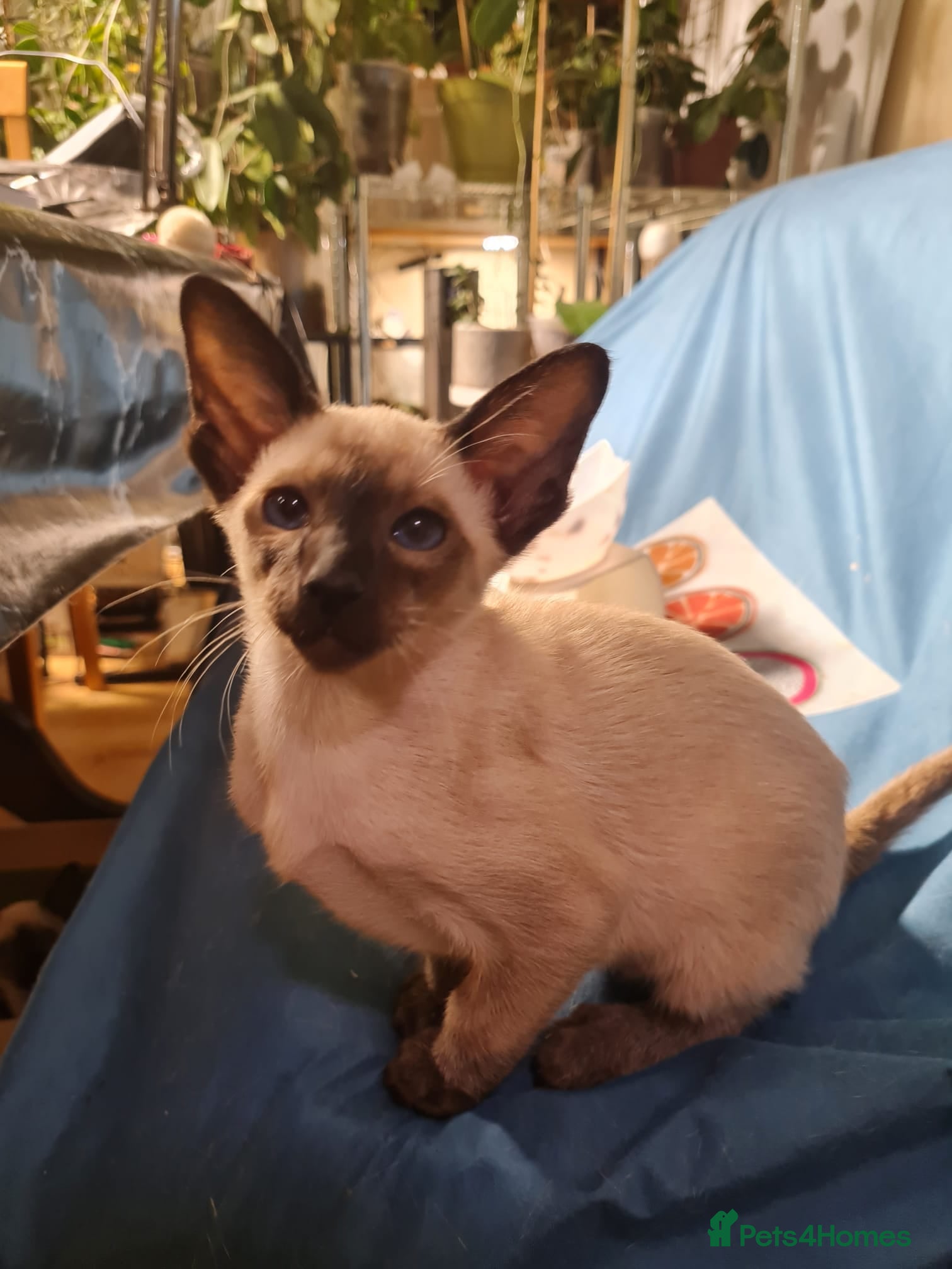 Siamese cats Exceptional GCCF Registered Siamese Kittens - Advert 2