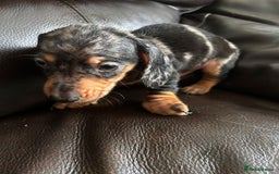 Miniature Dachshund dogs for sale: Dachshund puppies boys and girls ready now - Image 12
