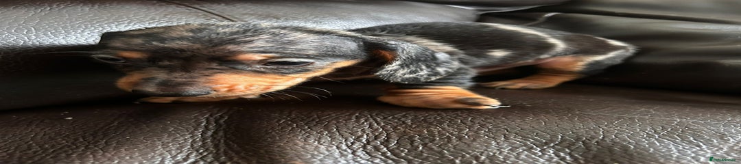 Miniature Dachshund Puppy 2