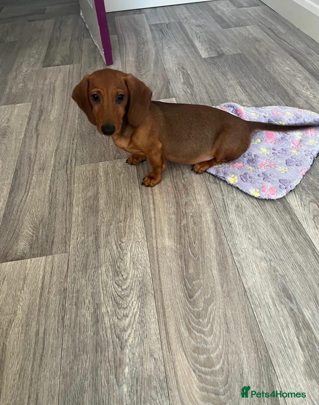 Miniature Dachshund dogs for sale: Male miniature dachshund  - Advert 2