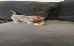 Chihuahua dogs for sale: Two males Chihuaha pups - Image 13