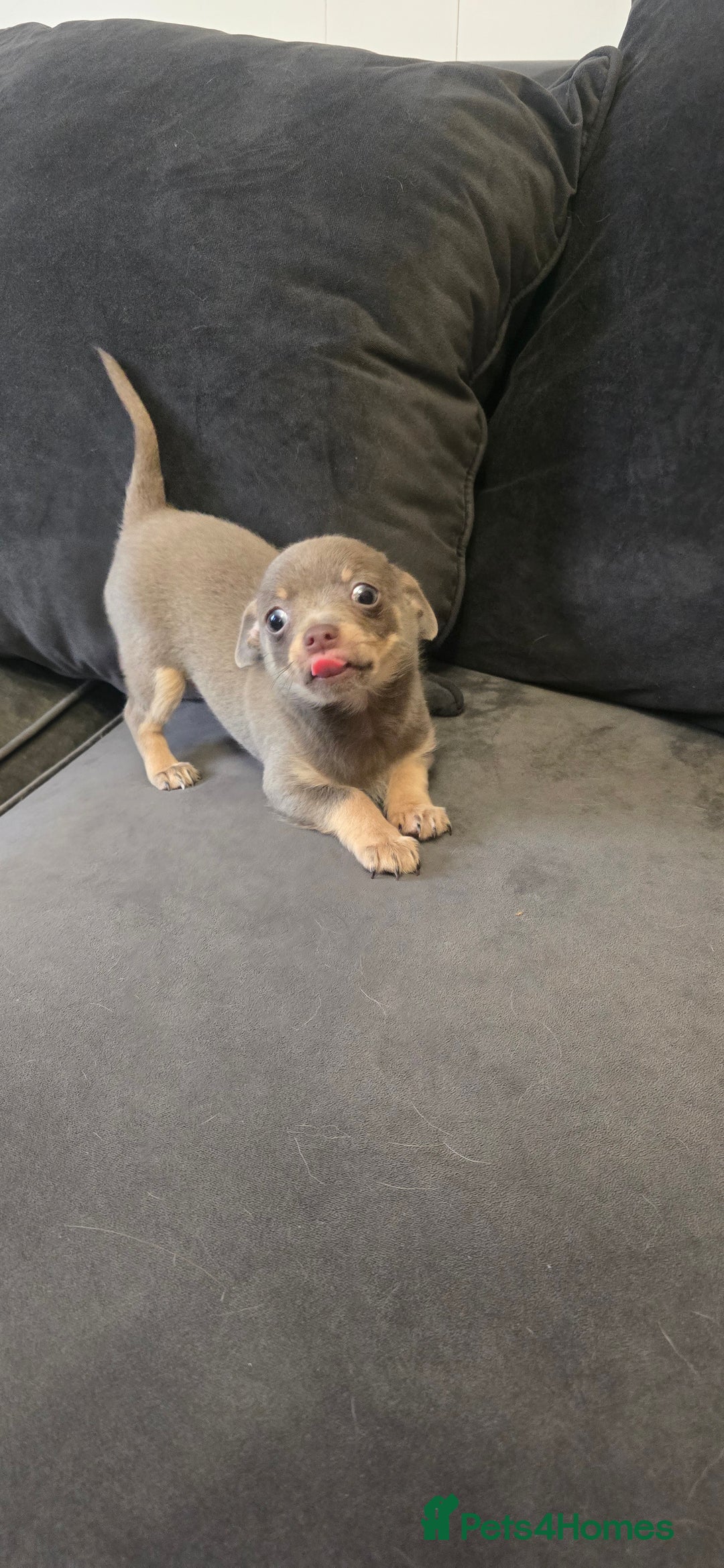 Chihuahua dogs for sale: Two males Chihuaha pups - Image 13