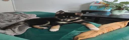 Pomsky dogs for sale: Beautiful Pomsky 1 Girl Available - Advert 6