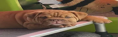 English Bulldog 5