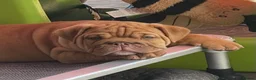 English Bulldog dogs for sale: 1st class adorable kc reg bulldog puppies  - Advert 15