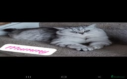 British Shorthair cats for sale: Adorable British Short hair kittens - Image 16