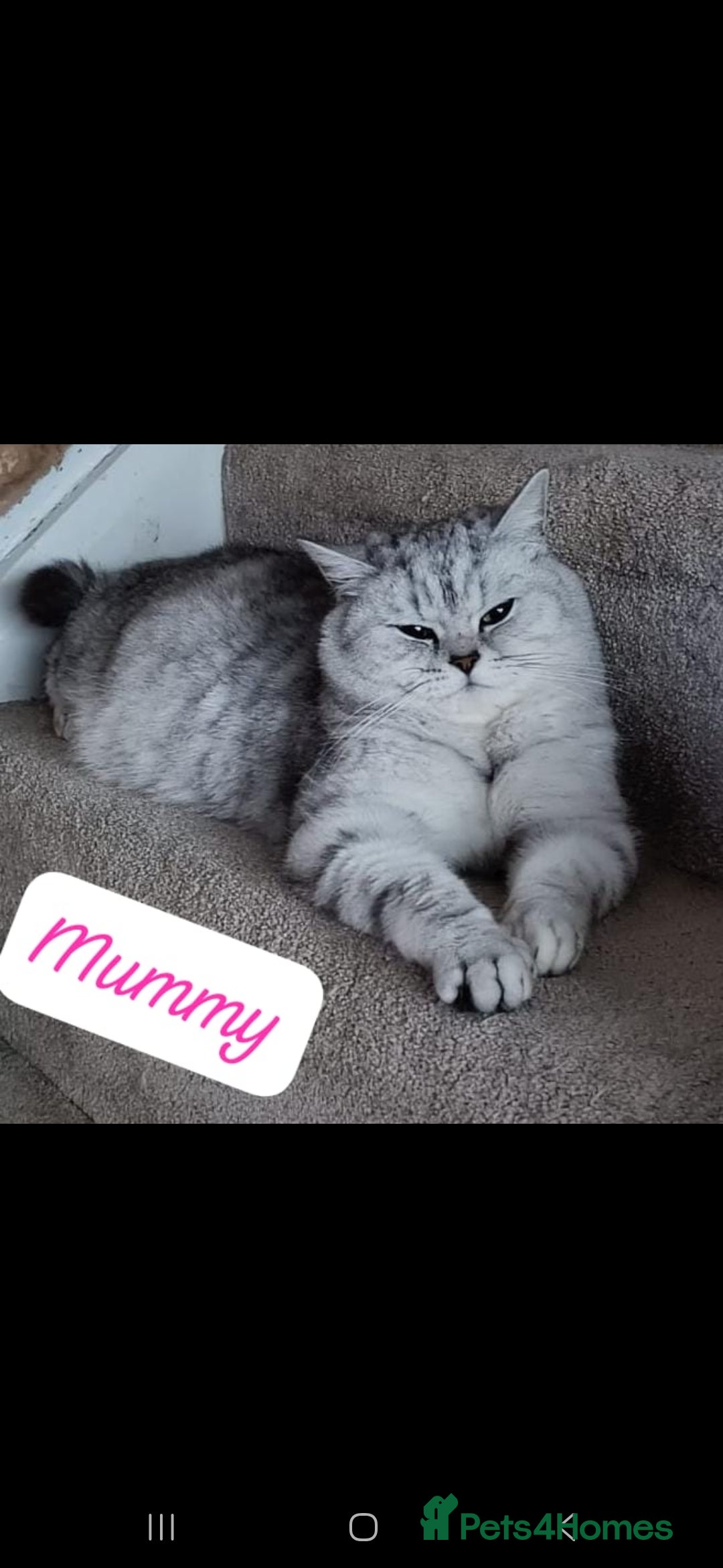 British Shorthair cats for sale: Adorable British Short hair kittens - Image 16