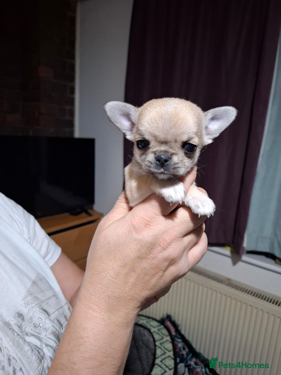 Chihuahua dogs for sale: Beautiful Chihuahua puppies. Two girls left  - Advert 23