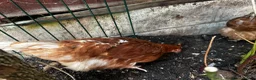 Chickens poultry for sale: 4 Hens for £70 in Manchester - Advert 11