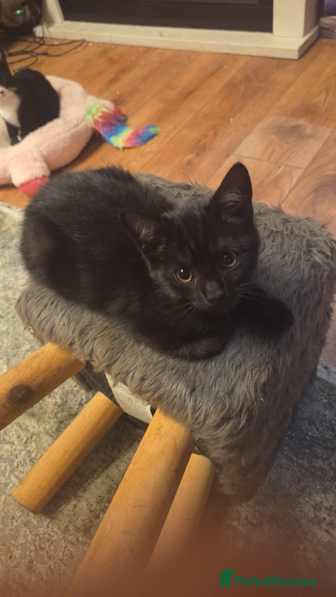 Mixed Breed cats Kittens Manchester Prices £40-£180 - Advert 2