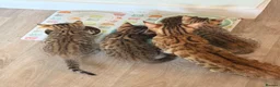 Mixed Breed cats for sale: BENGAL X DSH X BSH ADORABLE FLUFFY KITTEN - Advert 7