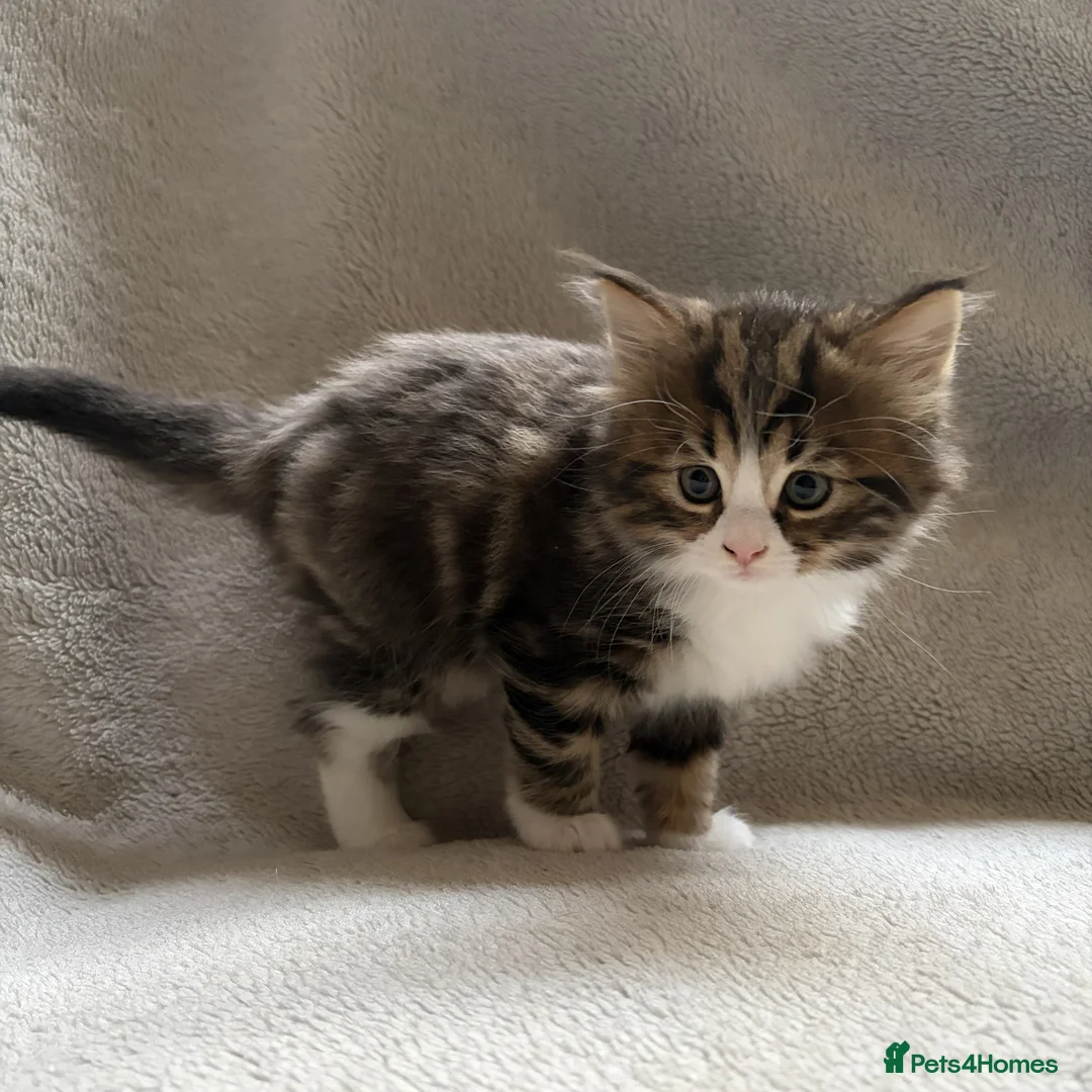 Mixed Breed cats for sale: Adorable Kittens Looking for Their Forever Home - Advert 24