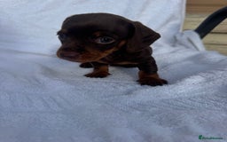 Dachshund dogs for sale: Dachshund Puppys miniature - Image 3