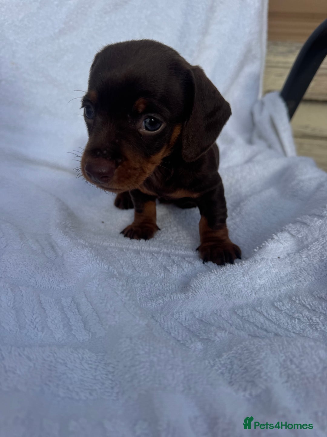 Dachshund dogs for sale: Dachshund Puppys miniature - Image 3