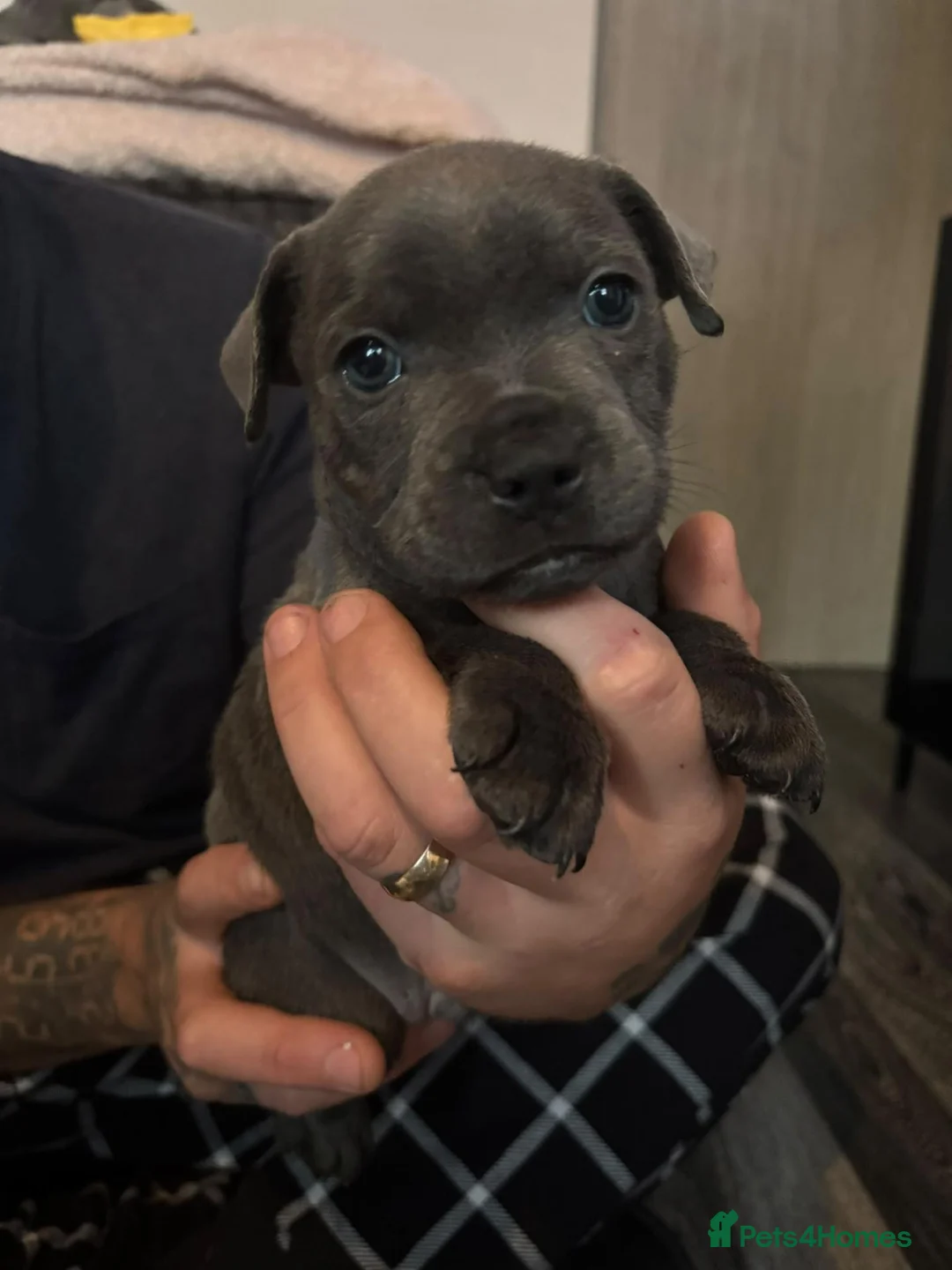 Staffordshire Bull Terrier dogs for sale: 1 Male Left! Blue Staffordshire Bull Terrier  - Advert 1