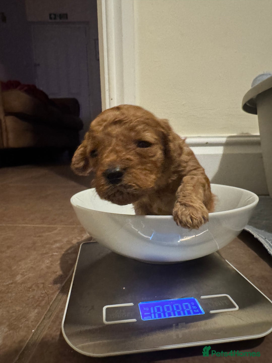 Cavapoo dogs for sale: Toy Cavapoo F1B - 4 girls & 3 boys - Advert 3