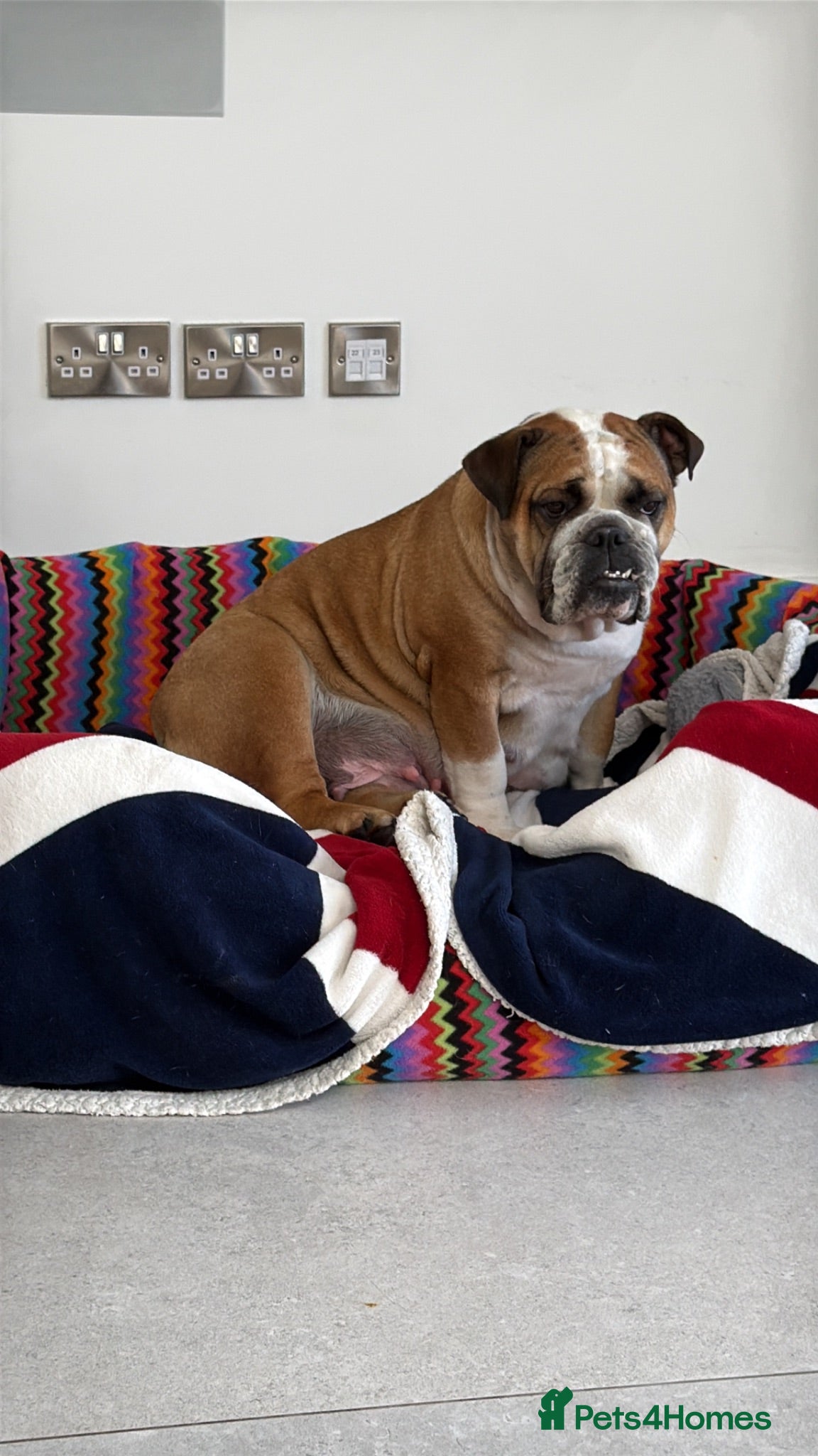 English Bulldog dogs Stunning Red & White Boy - Advert 7