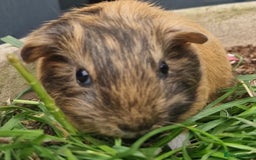 Guinea Pig rodents for sale: Beautiful smooth coat American breed - Image 10