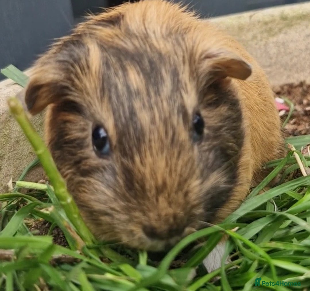 Guinea Pig rodents for sale: Beautiful smooth coat American breed - Image 10