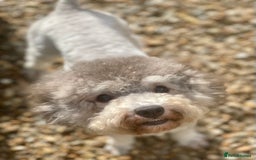 Toy Poodle dogs for sale: Silver Phantom Boy - Image 6