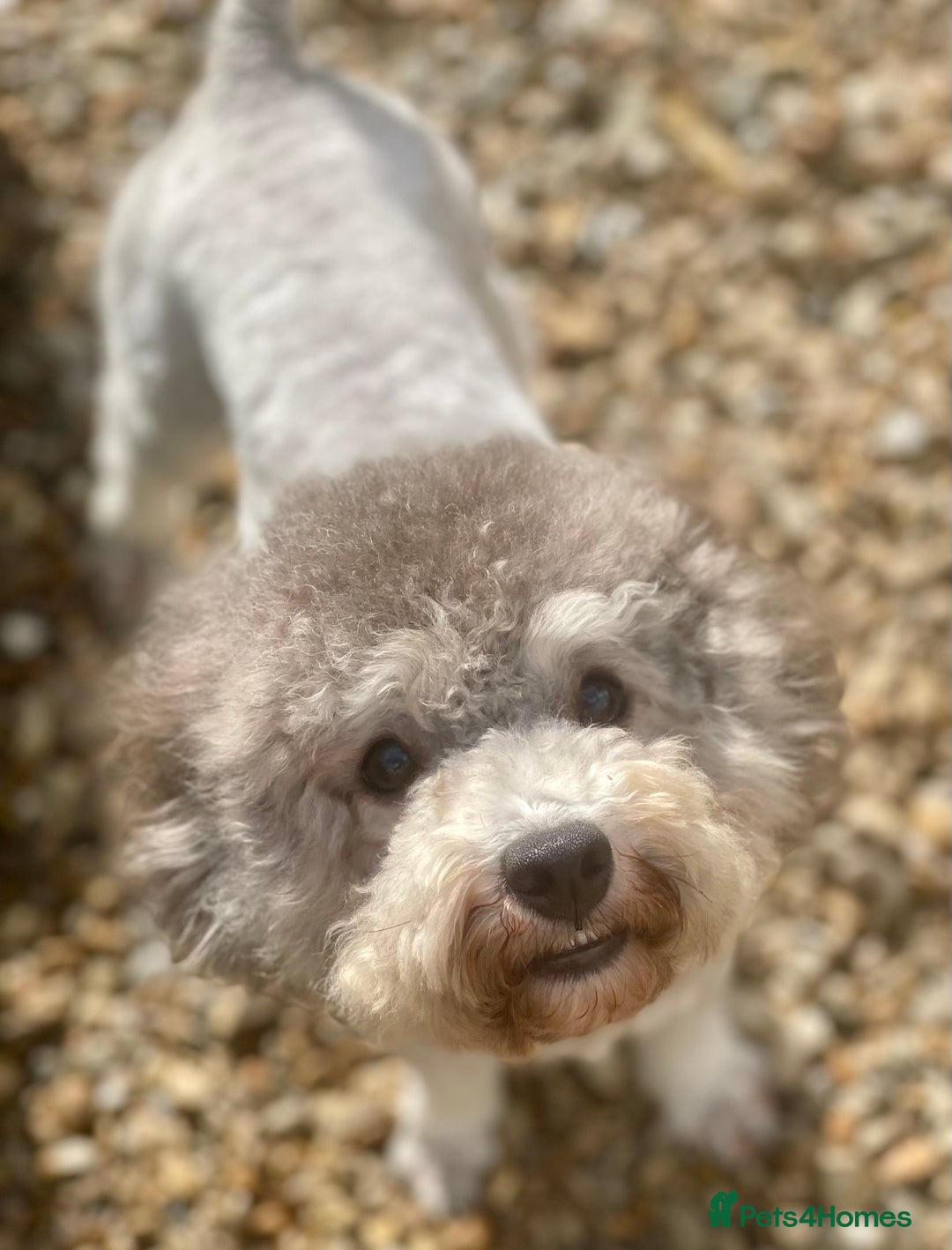 Toy Poodle dogs for sale: Silver Phantom Boy - Image 6