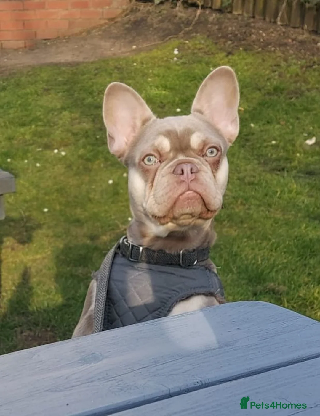 French Bulldog dogs for sale: 14 month old female frenchie  - Advert 1
