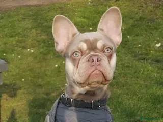 French Bulldog dogs 14 month old female frenchie - Advert 4