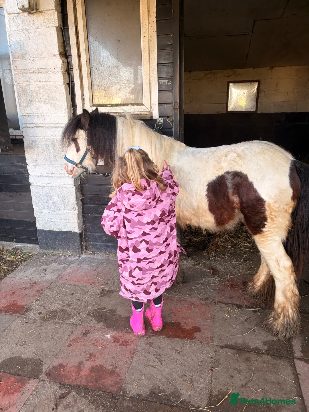 Irish Cob horses for sale: Rising 2 year old colt for sale  - Advert 2