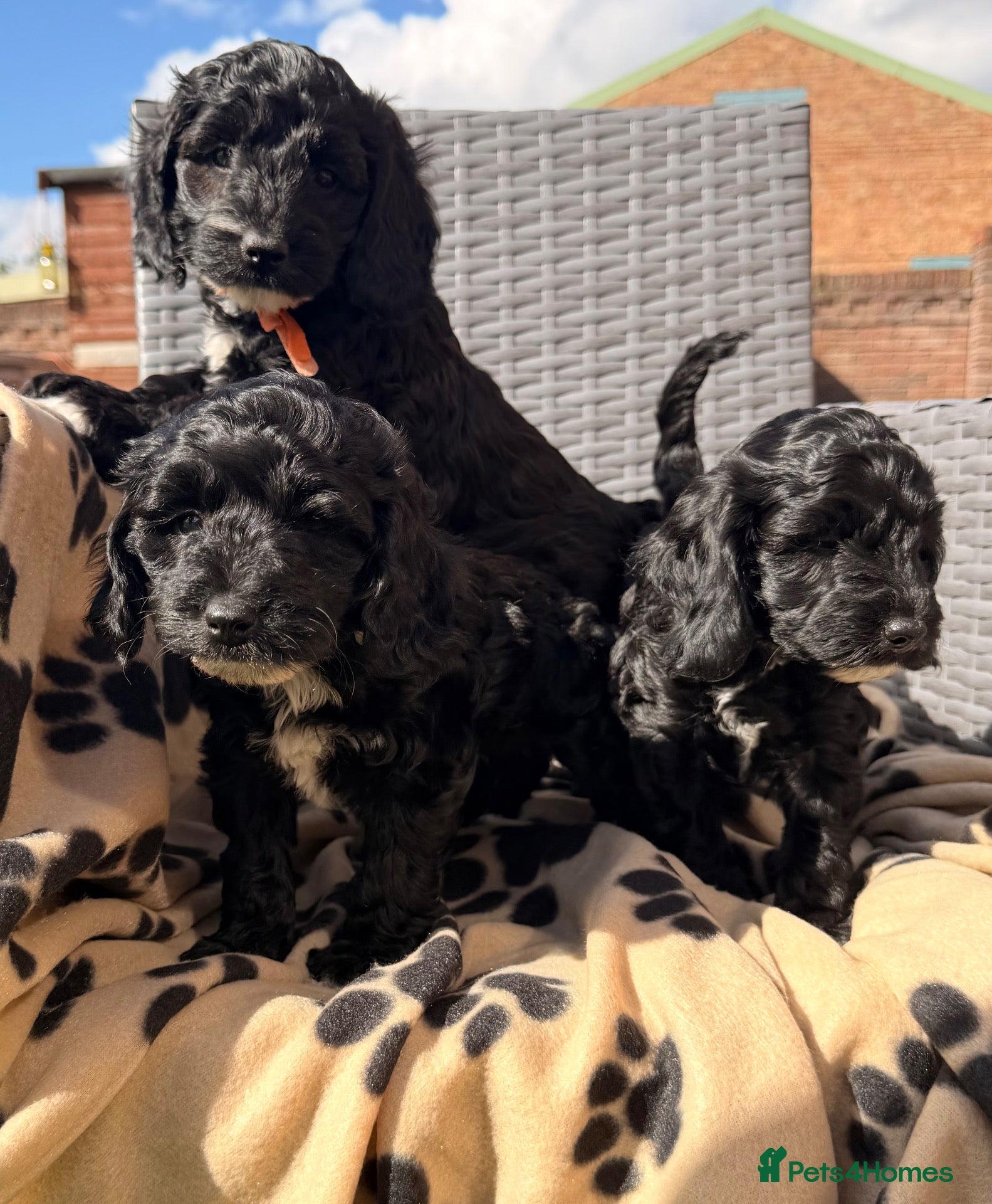 Cockapoo dogs Beautiful cockerpoo puppies  - Advert 2