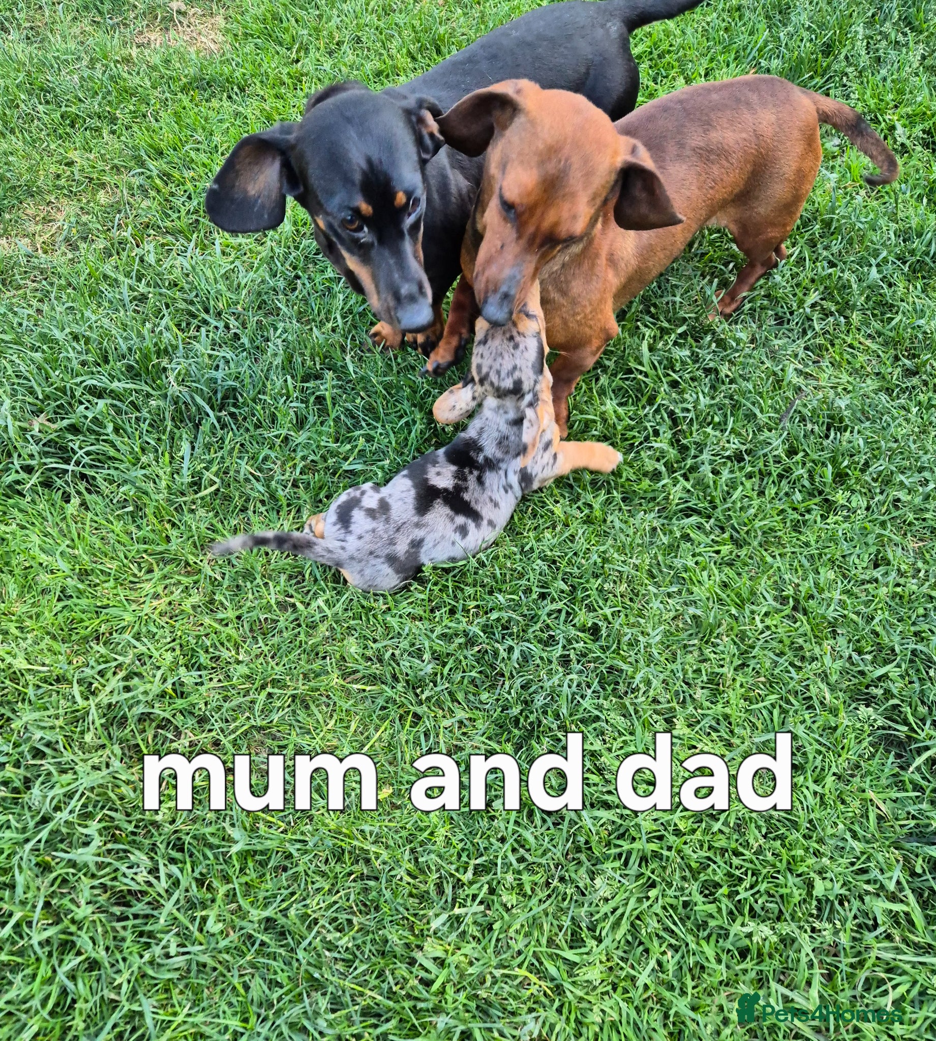 Miniature Dachshund dogs Miniature dachshund - Advert 15