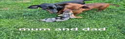 Miniature Dachshund dogs for sale: Miniature dachshund in Dalkeith - Advert 1