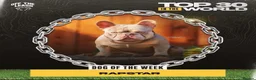 French Bulldog dogs for stud: French bulldog stud new shade Isabella & Tan - Advert 14