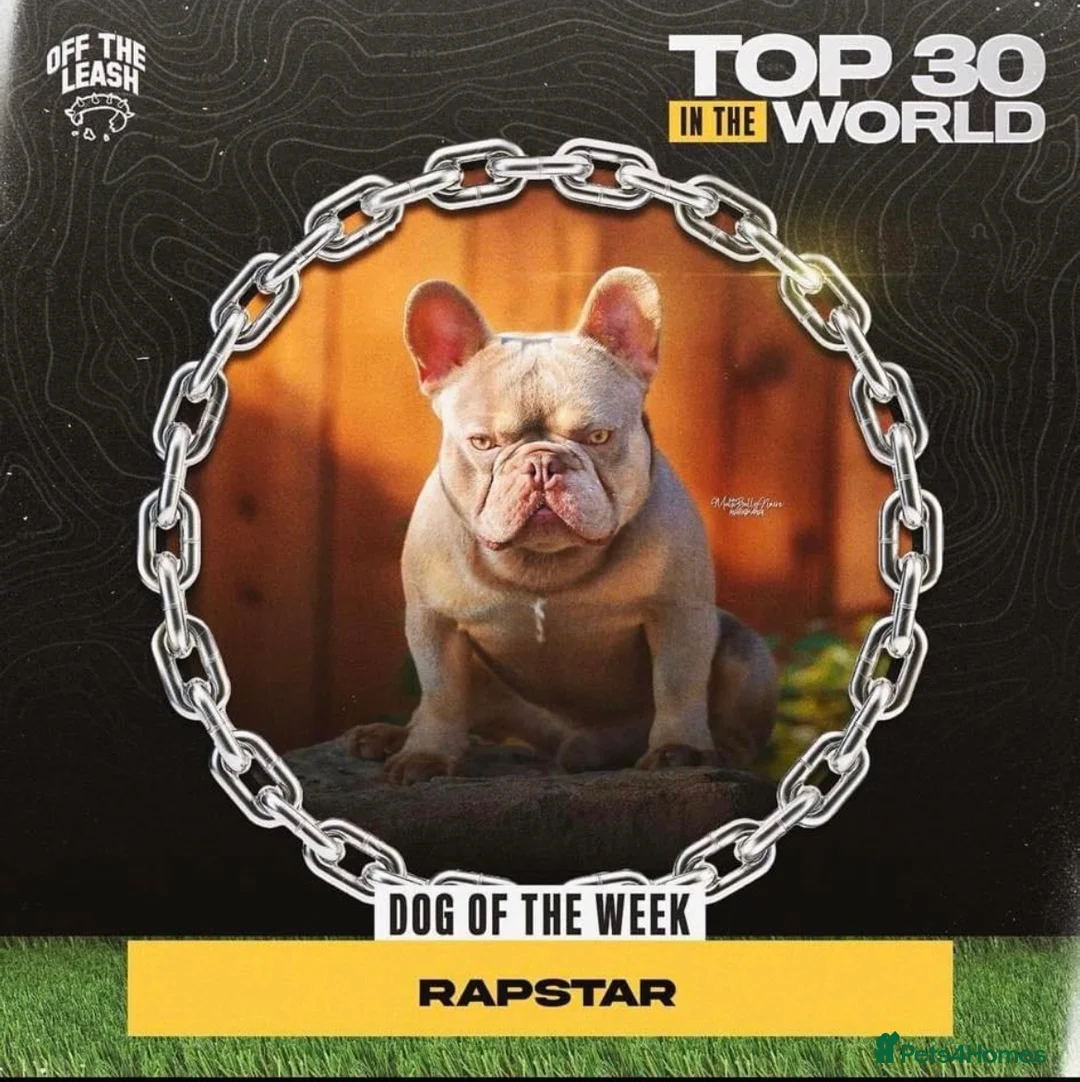 French Bulldog dogs for stud: French bulldog stud new shade Isabella & Tan - Advert 14