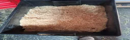 Guinea Pig rodents for sale: 2 x female guinea pigs complete setup - Advert 6
