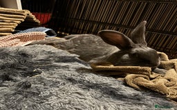 Mixed Breed rabbits for sale: Neutered male rabbit 7 months old needs rehoming! - Image 3