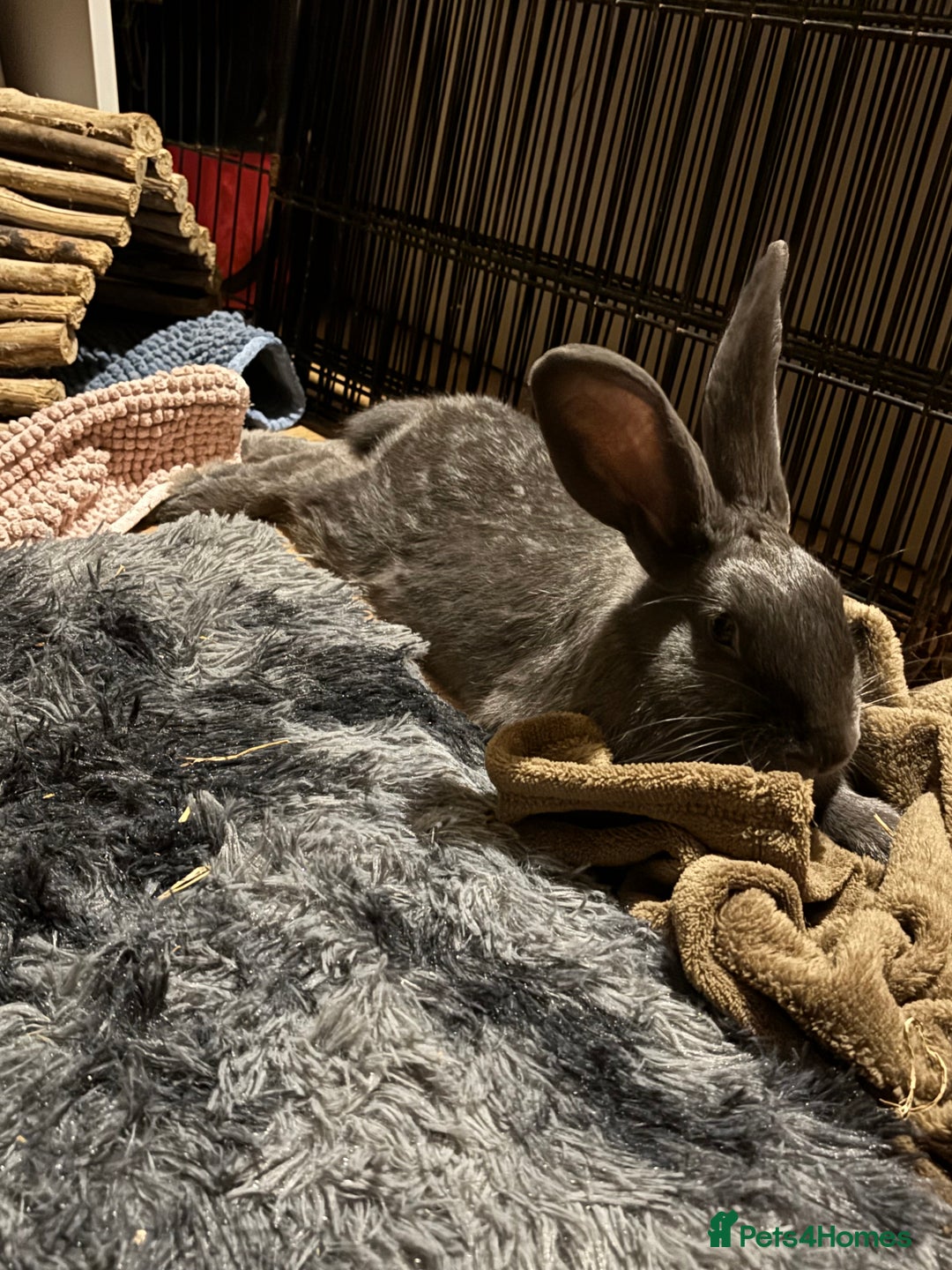 Mixed Breed rabbits for sale: Neutered male rabbit 7 months old needs rehoming! - Image 3