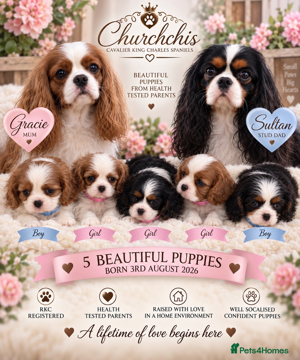 Cavalier King Charles Spaniel dogs 5* Licensed RKC H/T Gorgeous Cavalier KC - Advert 1