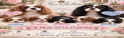 Cavalier King Charles Spaniel dogs for sale: 5* Licensed RKC H/T Gorgeous Cavalier KC - Advert 1