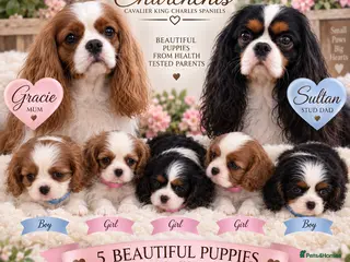 Cavalier King Charles Spaniel dogs 5* Licensed RKC H/T Gorgeous Cavalier KC - Advert 1