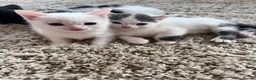 Mixed Breed cats for sale: Pure Grey, Pure white and Mixed Kittens  - Advert 10