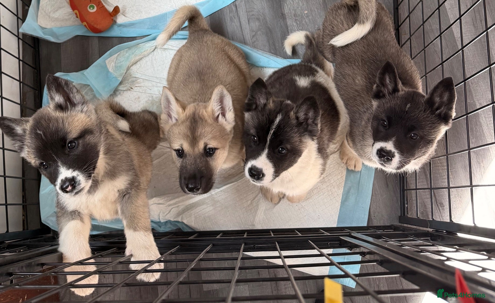 Akita dogs American Akita Puppies (Ready to leave) - Advert 4