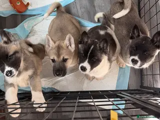 Akita dogs American Akita Puppies (Ready to leave) - Advert 4